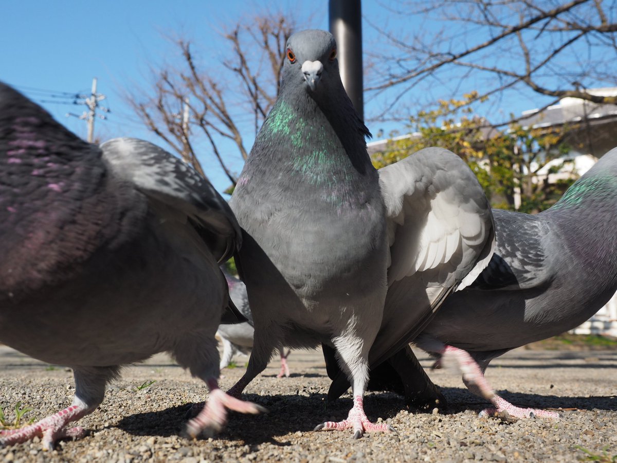 鳩が飛び降りてる時の形 がわりと衝撃 こんな鳩の姿見たことないかわいい Togetter