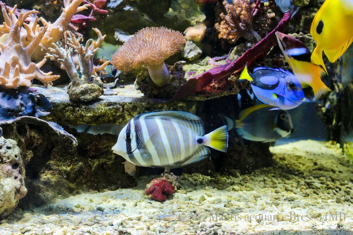 MantisAcquari's tweet photo. Dopo giorni di sole, nubi iniziano ad addensarsi anche su #Milano (e #Bresso). Approfittatene per ravvivare i colori del vostro acquario! https://t.co/C4rCvIg5kl