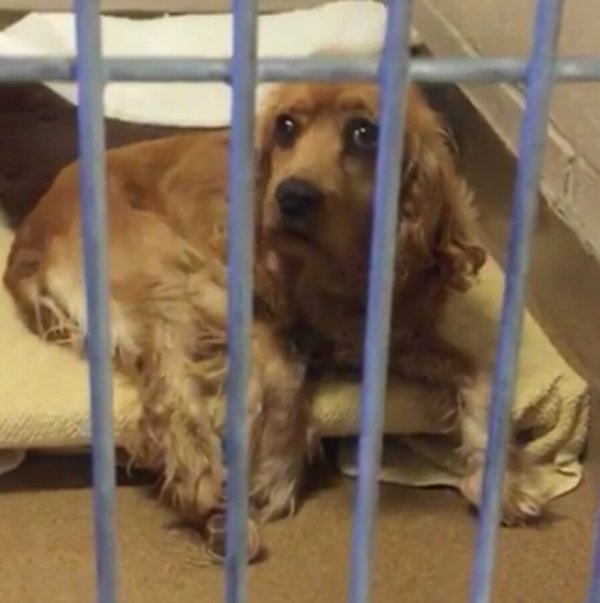 AdoptCCAnimals's tweet photo. Adoptable #dog #Tom_CCSTCA_06 Beautiful golden #cockerspaniel 1y/o still a #puppy https://t.co/S4Z0BVbd1i https://t.co/IPVqF4Kohx