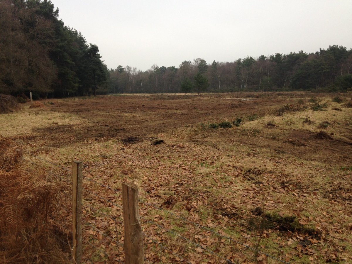 HIWWTConserve's tweet photo. Not a #sssi, nor an #SPA but a wonderful Heath and great to see results of last weeks efforts.  #Pondtail #SINC #helptheheaths https://t.co/uL49N6bkHC