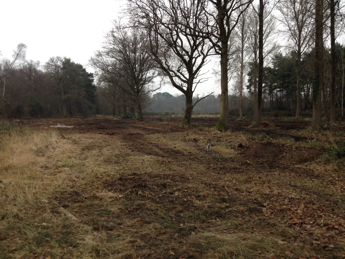 HIWWTConserve's tweet photo. Not a #sssi, nor an #SPA but a wonderful Heath and great to see results of last weeks efforts.  #Pondtail #SINC #helptheheaths https://t.co/uL49N6bkHC