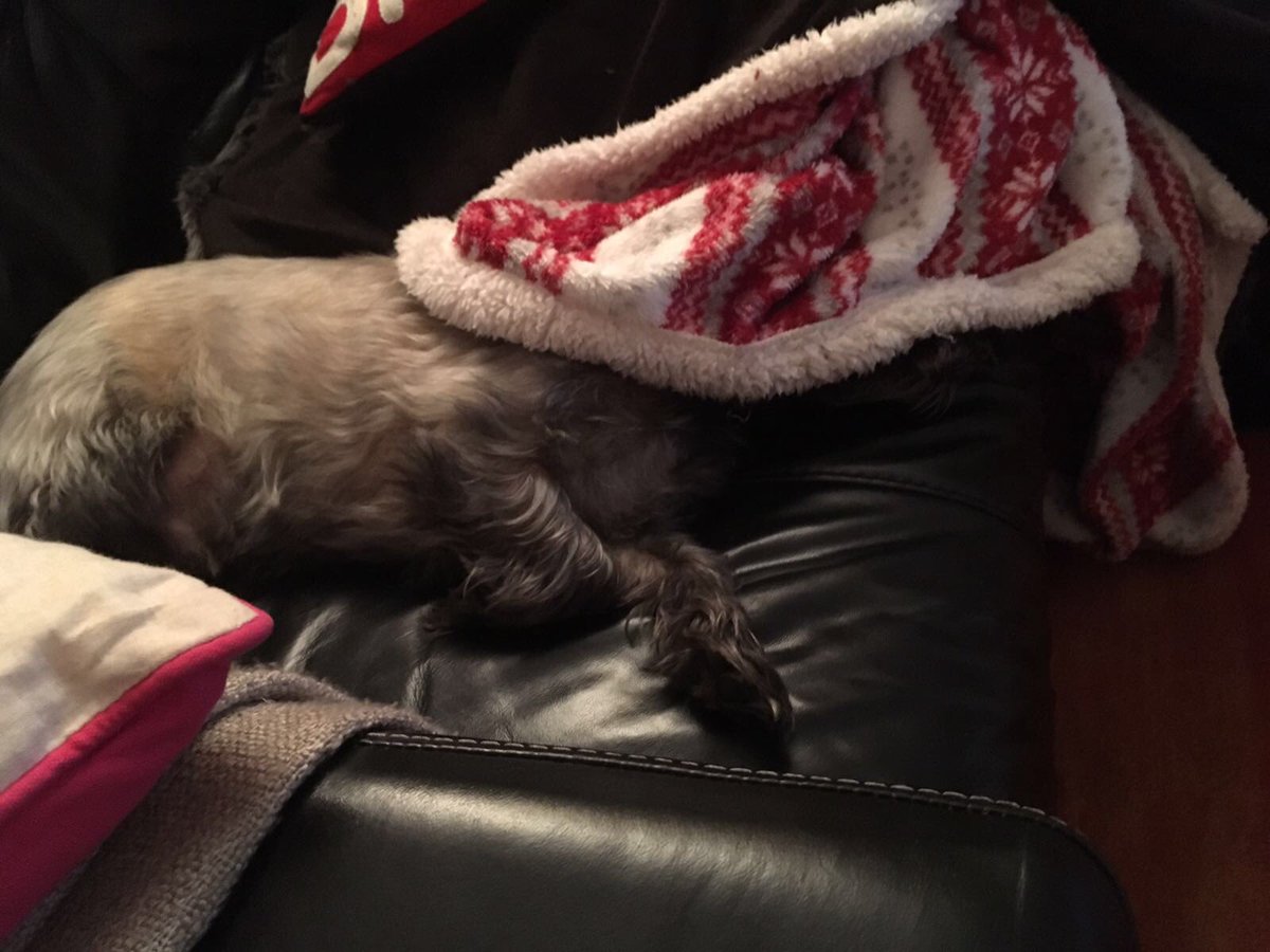 lilbobbyjackson's tweet photo. @shoegurl101 have a wuffly day Sophie. I got my secretary to do this, it's a little too early for me! Wuff u lots n lots x #ineedmoresleep! https://t.co/r7SZLG1uTF