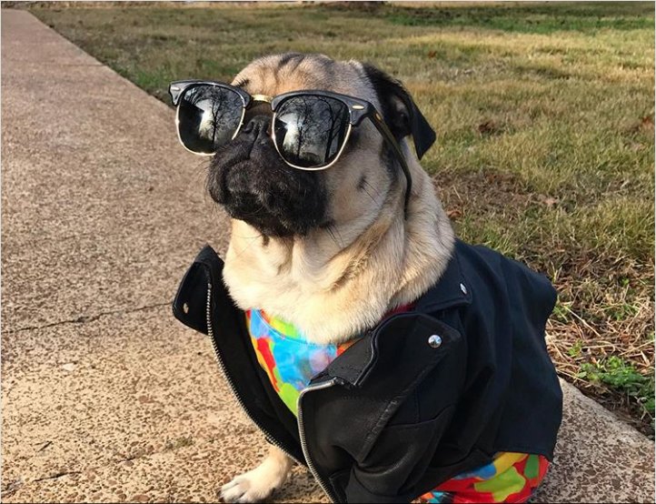 Lenskart_com's tweet photo. We just can't wait for the #weekend to start.
#Friday #FridayFun #pugs #dogs #pawlove #petslove #pawsplease #browlines #clubmaster https://t.co/aVPPTBqj5D