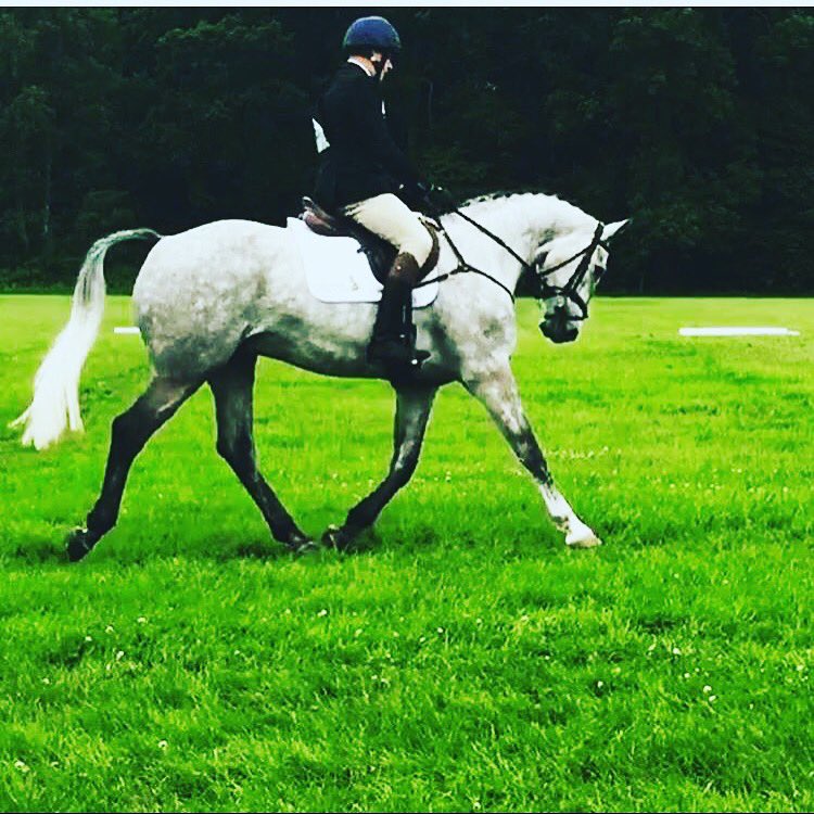 AlexHaynes141's tweet photo. #BabyOliver doing what we call posh movement #yehboi #TeamWindrush #Dressage #Eventing #Horses #f4f #exciting #equestrianhour #Warwickshire https://t.co/T2xAspicXF