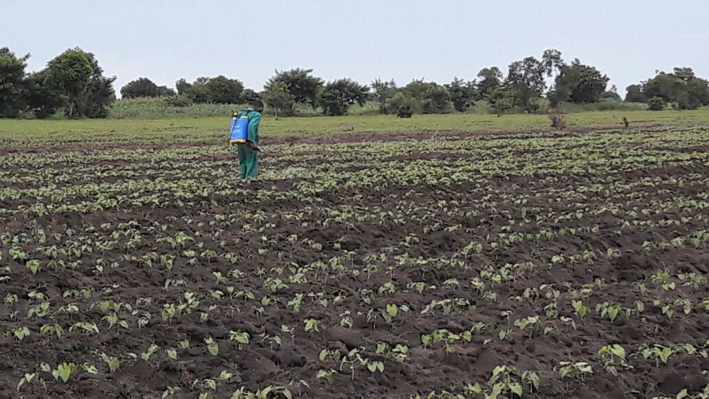 In an investment drive, COMSIP bought a 26 hectare farm to turned into a demonstration unit for crop, animal production for cooperatives.