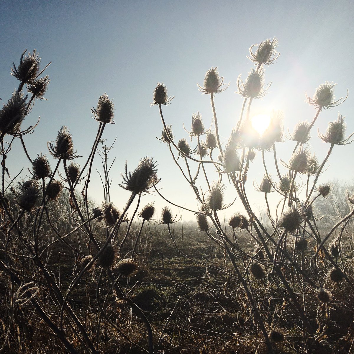silverpebble's tweet photo. I'm continuing to record the plants growing near our cottage

Tbh I find this a cheering distraction from the news

Teasels instead of Trump https://t.co/3YXbbclThl