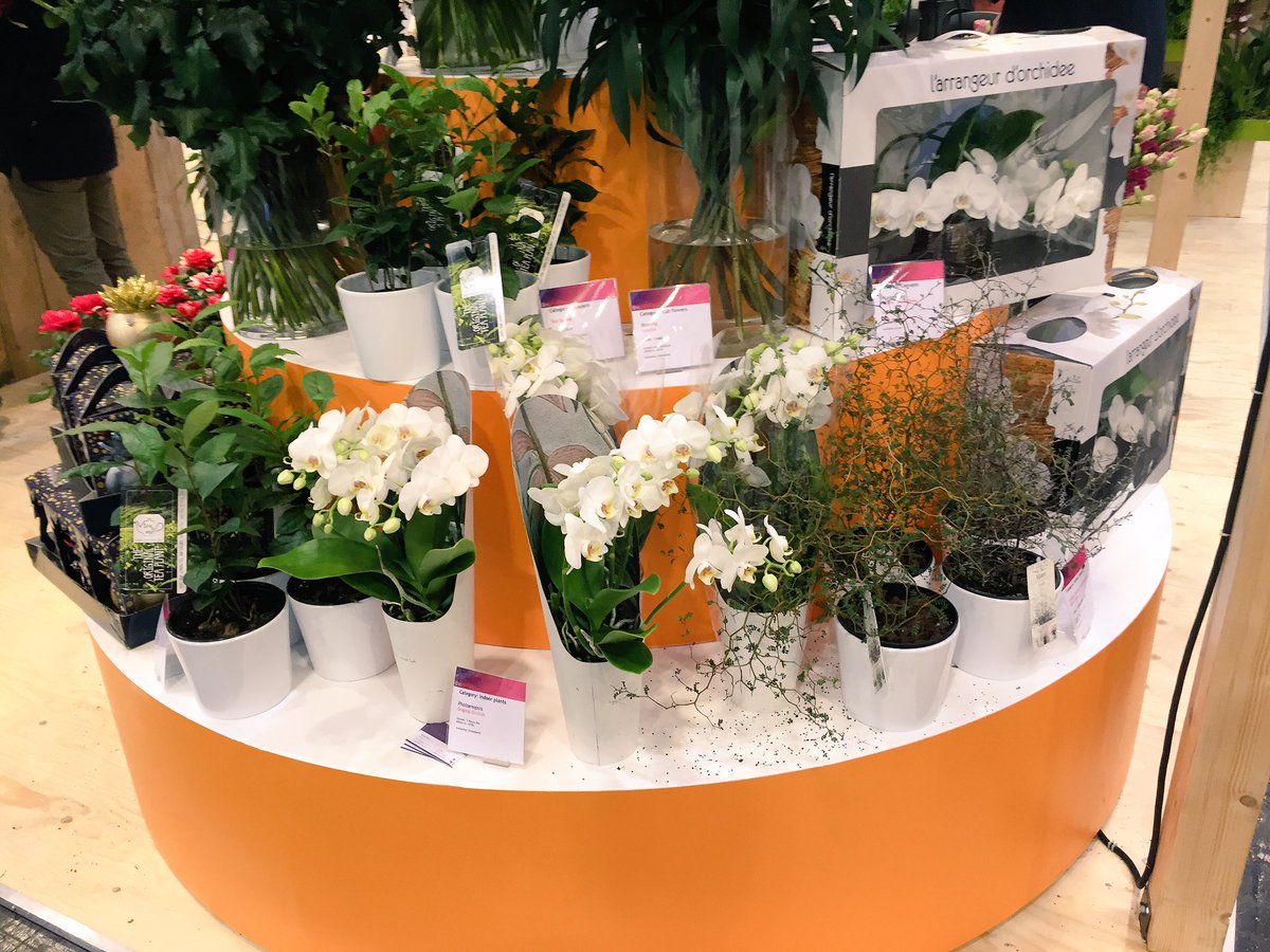 Pullposition's tweet photo. Vandaag laatste dag om Original Orchids @NieuwBos te zien als novelty @FloraHolland op @ipmessen. https://t.co/X0eqVy7EQV