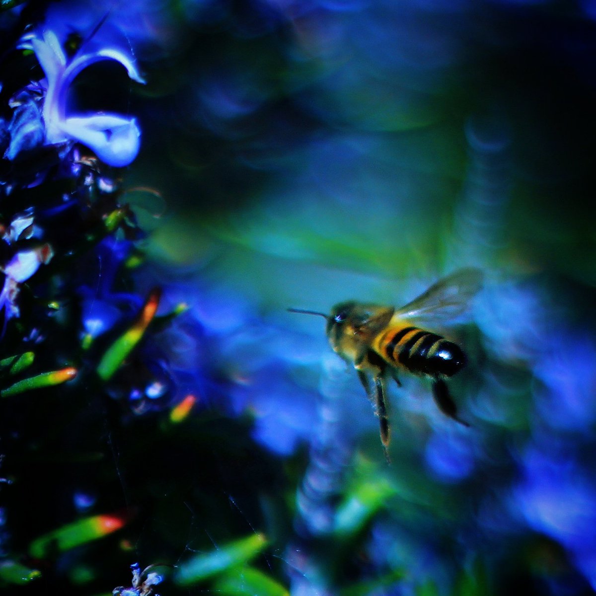 ValfeuOfficiel's tweet photo. Flying #bee I caught in the garden ;) 50mm f/1.8 https://t.co/SEpGwqU409