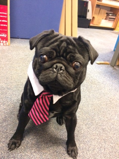 TRStabilisation's tweet photo. Walt the office dog ready for his meeting
#trstabilisation #workingpug #officepug #pug https://t.co/azYB2oZQHp