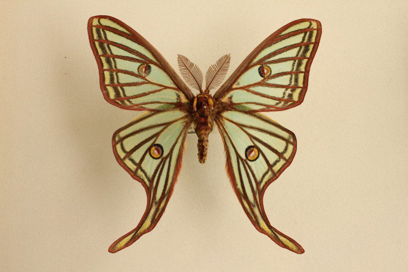 外国産蛾標本 イサベラミズアオ A-♂ スペイン 産