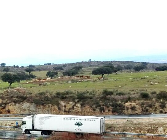 TerneradeEx's tweet photo. Que alegria ver camiones del #EncinardeHumienta, proveedor oficial de #TerneradeExtremadura en plena faena por las carreteras de #España https://t.co/mkCOIF2JUz