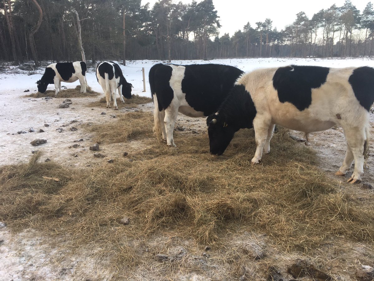 Ochtendritueel op winterse hei Lankheet #Haaksbergen. Heidekoeien bijgevoerd, daarna weer knabbelen aan ruigte, het  eigenlijke dieet