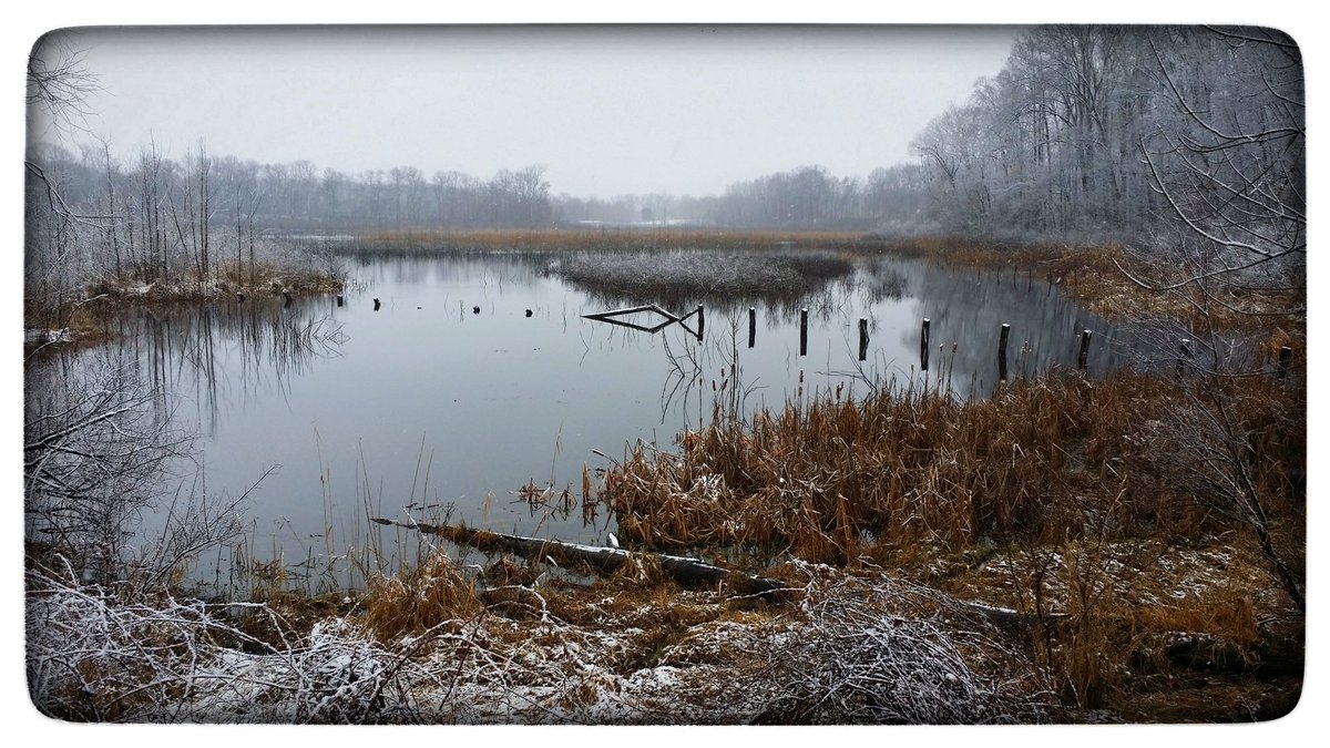 MarkBlassage's tweet photo. Mud Lake @ Elbel Park - Land that I love. Stand beside her... #TheRealIndiana #IValueElbel #endangered #habitat #nativemarsh #nativespecies https://t.co/1SoN6vT2BQ