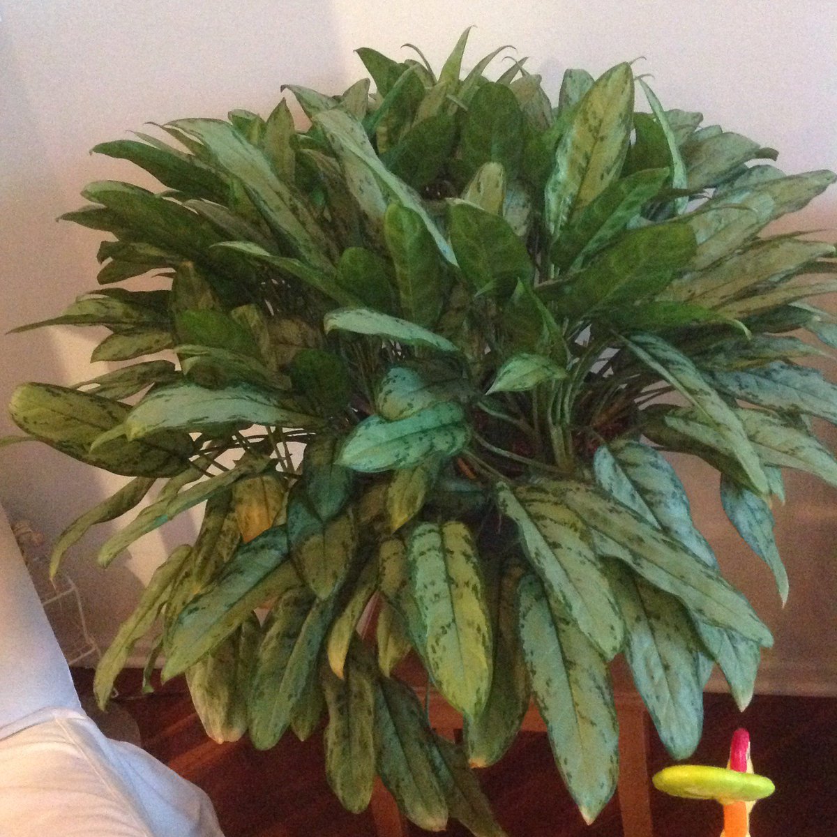 Caseywhosthat's tweet photo. Some houses plants! #hibiscus #Bio120Sp17 @NutmegSomething https://t.co/VJwoeuosC0