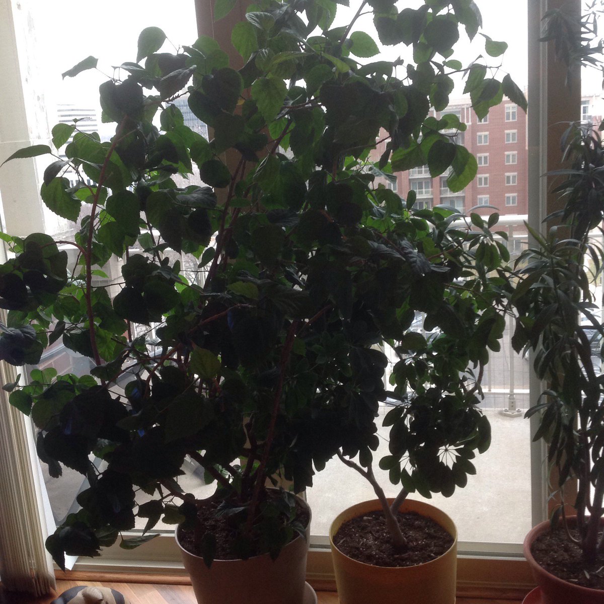 Caseywhosthat's tweet photo. Some houses plants! #hibiscus #Bio120Sp17 @NutmegSomething https://t.co/VJwoeuosC0