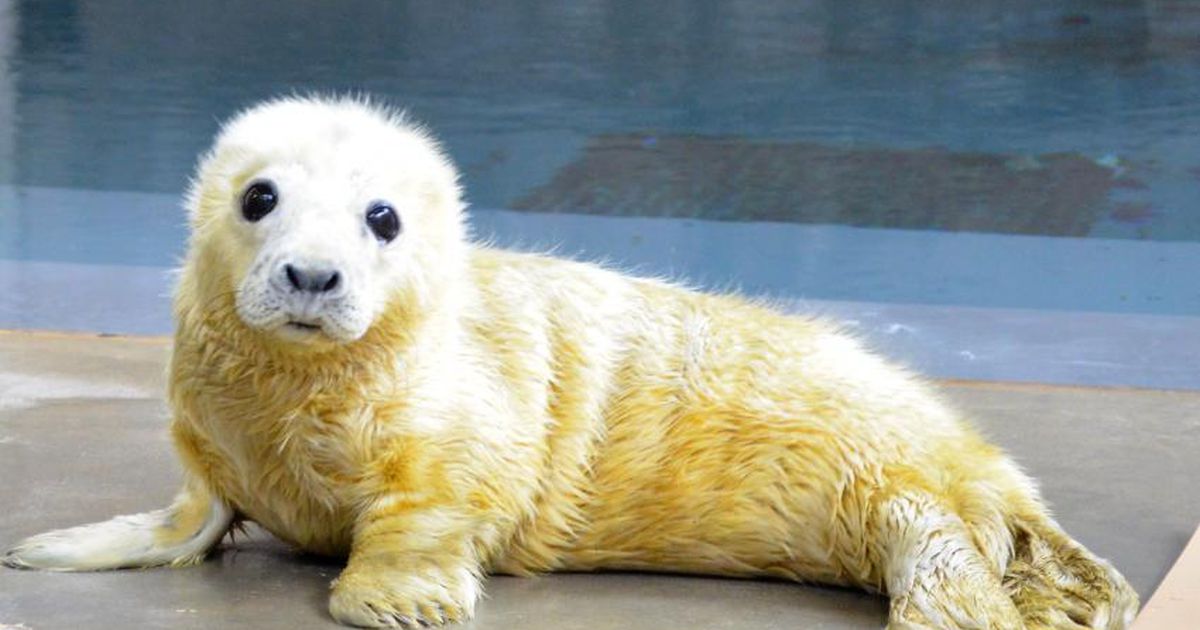 BioDivUs's tweet photo. Stop everything: the nation's zoos are in a vicious, wonderful #CuteAnimalTweetOff https://t.co/Zlo2vKxq5u https://t.co/By7EklGf6d