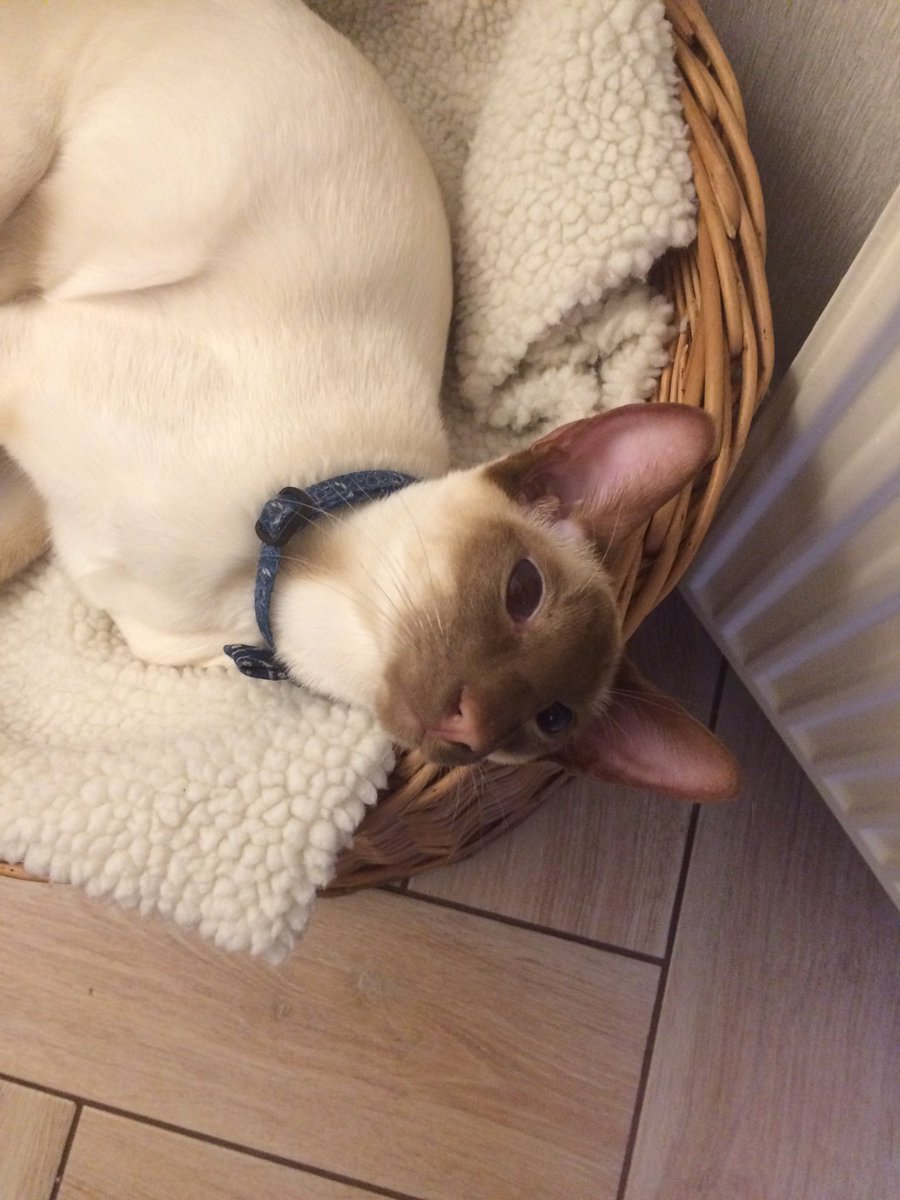 Diablo_Siamese's tweet photo. Ears measuring 'very warm' judging by their pinkness 🌞#stoptakingmypicture #crazycatlady #teamdiablo catsoftwitter https://t.co/4qpFEK598h
