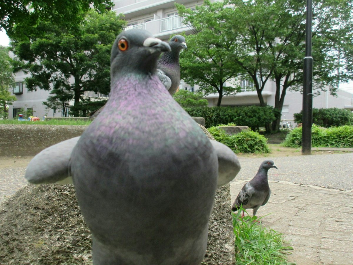 鳩が飛び降りてる時の形 がわりと衝撃 こんな鳩の姿見たことないかわいい Togetter