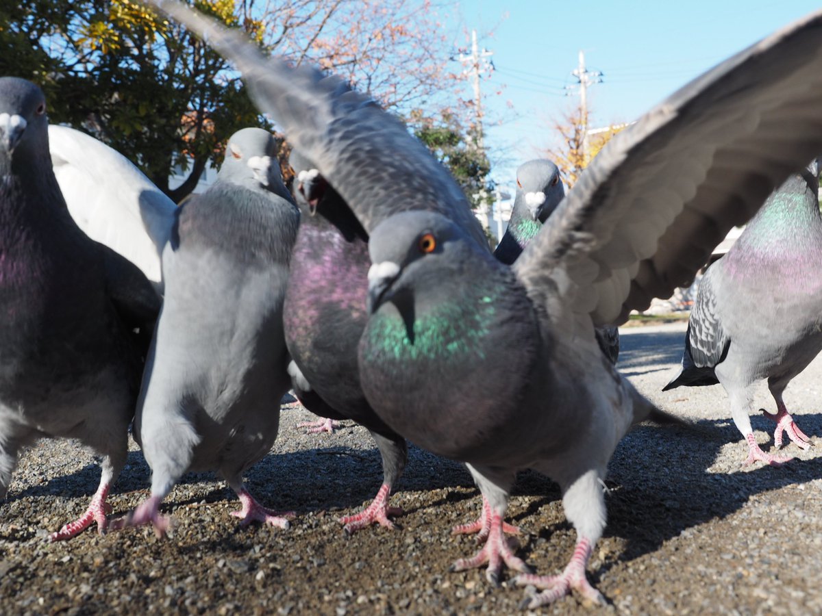 鳩が飛び降りてる時の形 がわりと衝撃 こんな鳩の姿見たことないかわいい Togetter