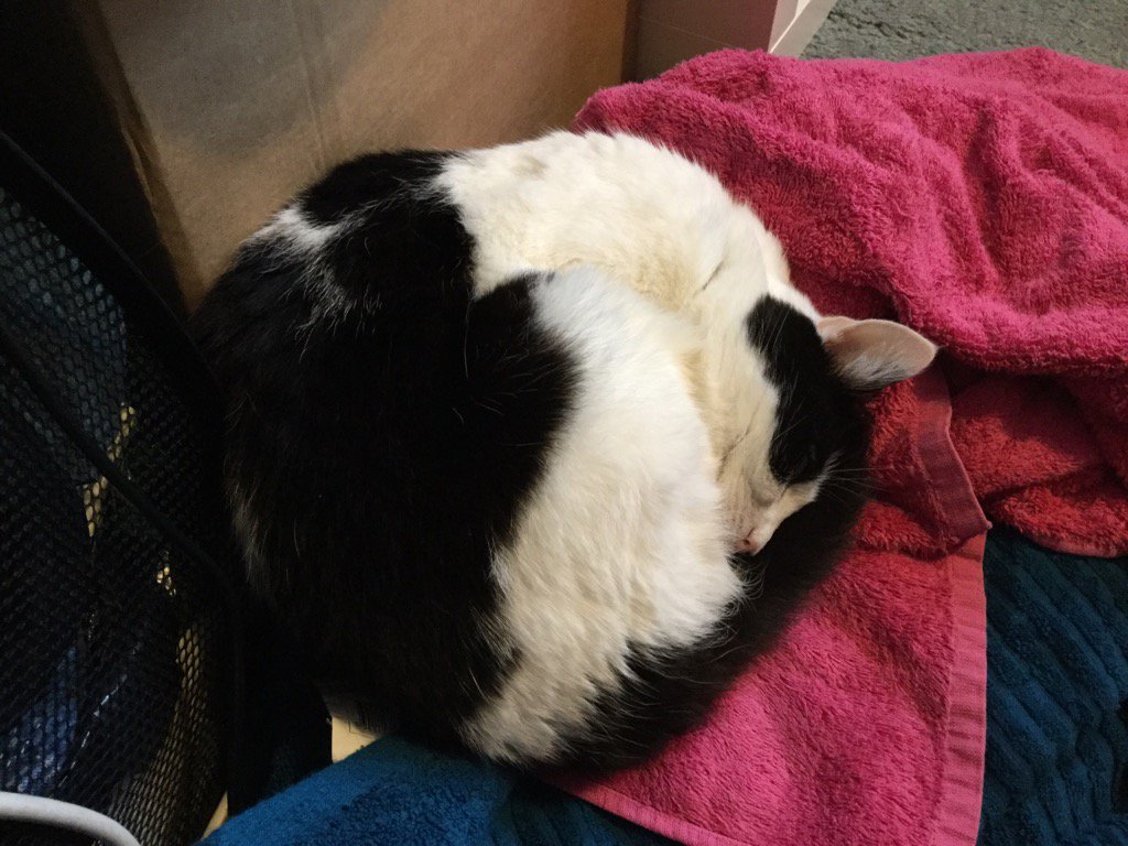 BertieBoycat's tweet photo. Forget about Friday, it's Ballday https://t.co/LMyJjtT2TW