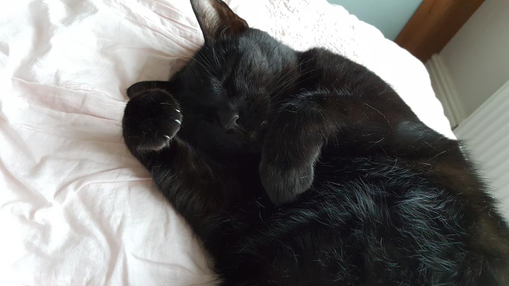 Daniellaruby's tweet photo. That's one very content kitty! #spoiltcat #contentkitty ππ±π»β€ https://t.co/gOdwaFSkOX