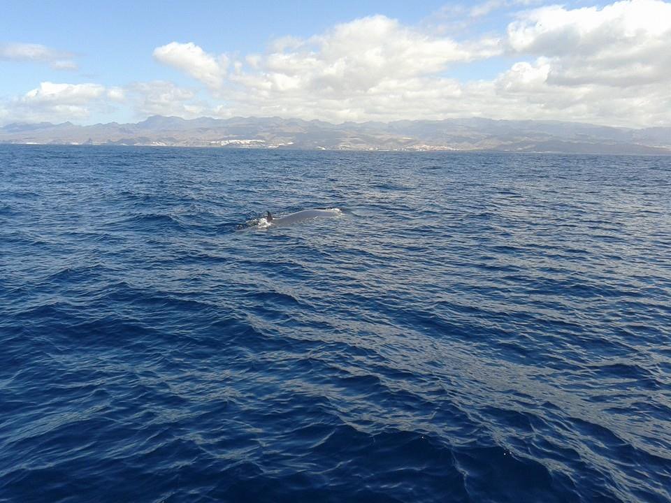 GranCan_Sov's tweet photo. A chance to see these magnificent creatures up close in their natural environment #Dolphins #Whales #SpiritOfTheSea https://t.co/3tqs2LKwrJ