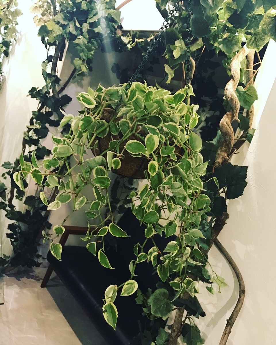IDEALIZE39's tweet photo. PiNCH HAIR 新作仲間入りしました🌱 https://t.co/oLmrRbR44M