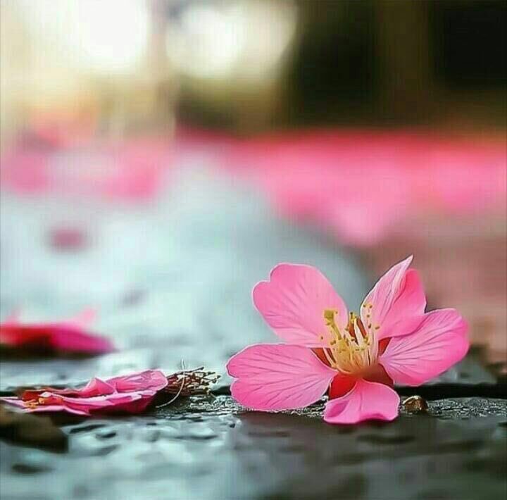 alshiokh's tweet photo. أحياناً كثيره يكون فى الرحيل... بدايه. https://t.co/bzr0ry9Nbg