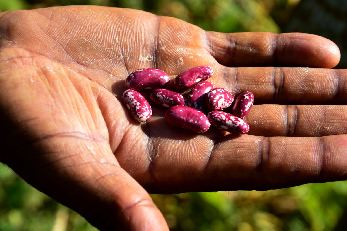 WUR_CASCAPE's tweet photo. #Ethiopian #farmers have harvested their crops, our @WUR_CASCAPE teams are working hard to analyze the 2016 yield data. @WageningenINT https://t.co/0D2e7LT4ck