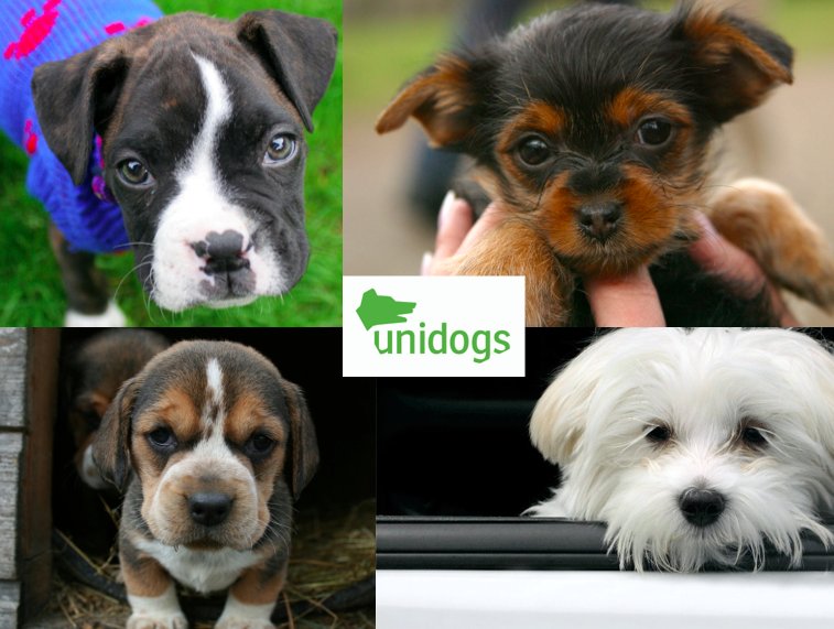 unidogscom's tweet photo. Si queremos #CeroABANDONOS y no a #MaltratoAnimal buscar la fuente del problema. ¿Estás preparado para querer saber? https://t.co/Uq9fwWuYuj https://t.co/Zb0Yl8no0S