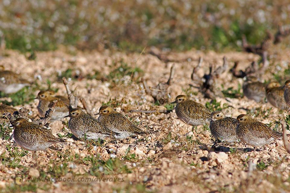 Oxytours's tweet photo. La inundación del #FondetdelaSenieta nos trajo a los #Chorlitosdorados!! #birdwatching #CostaBalnca #ElAltet #Elche https://t.co/qXBUaVAX2s https://t.co/palqS4VIAk