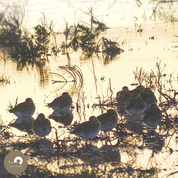 Oxytours's tweet photo. La inundación del #FondetdelaSenieta nos trajo a los #Chorlitosdorados!! #birdwatching #CostaBalnca #ElAltet #Elche https://t.co/qXBUaVAX2s https://t.co/palqS4VIAk