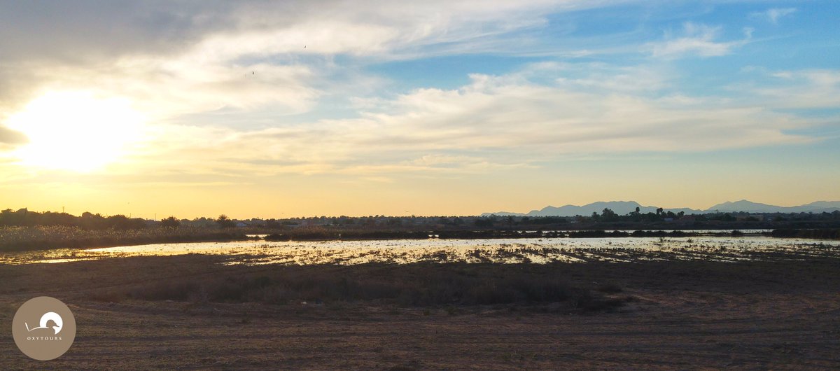 Oxytours's tweet photo. La inundación del #FondetdelaSenieta nos trajo a los #Chorlitosdorados!! #birdwatching #CostaBalnca #ElAltet #Elche https://t.co/qXBUaVAX2s https://t.co/palqS4VIAk