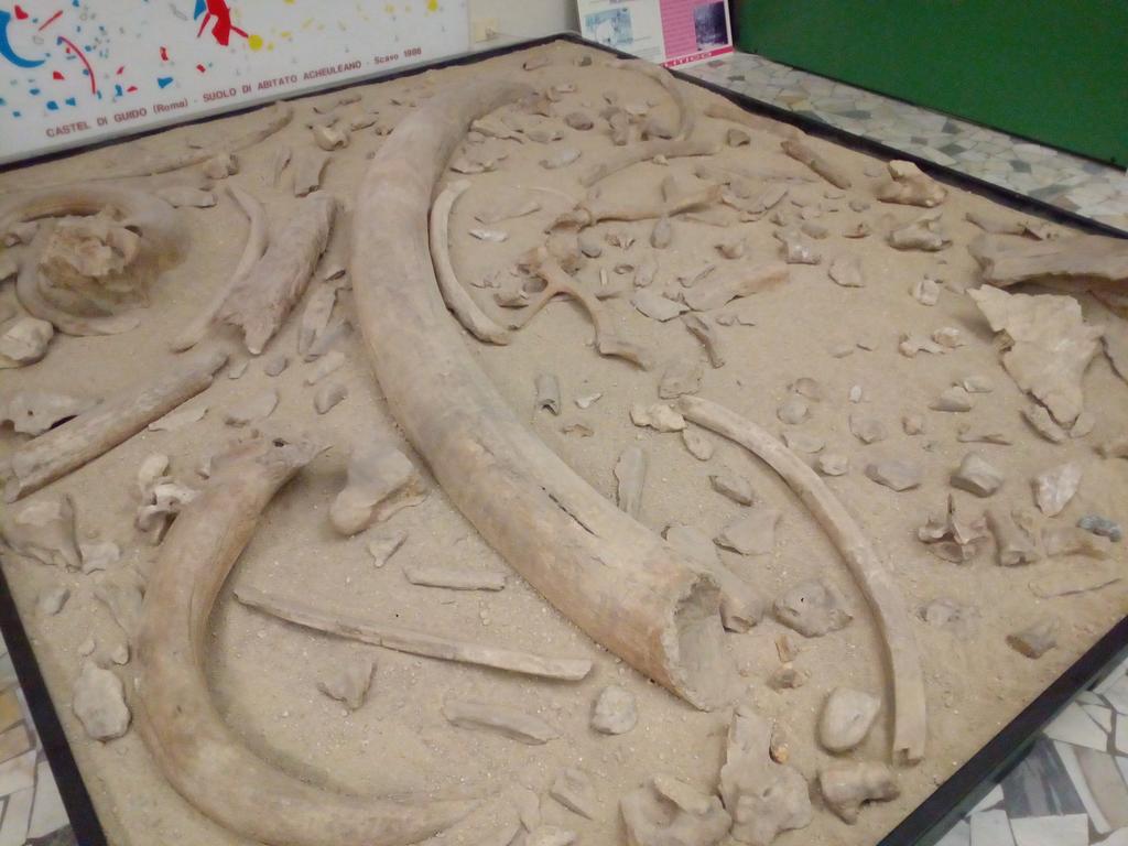 Reperti fossili dal <a href="/MuseoPigorini/">Museo Luigi Pigorini</a> al quartiere #EUR, a #Roma! Storia molto antica... #PasseggiateRoma #Rome <a href="/Mustapha1508/">Mustapha Hussein- Musty</a> <a href="/f_girasole/">𝕱𝖊𝖉𝖊𝖗𝖎𝖈𝖆 🐺🦉🦊🐦‍⬛🐽</a>