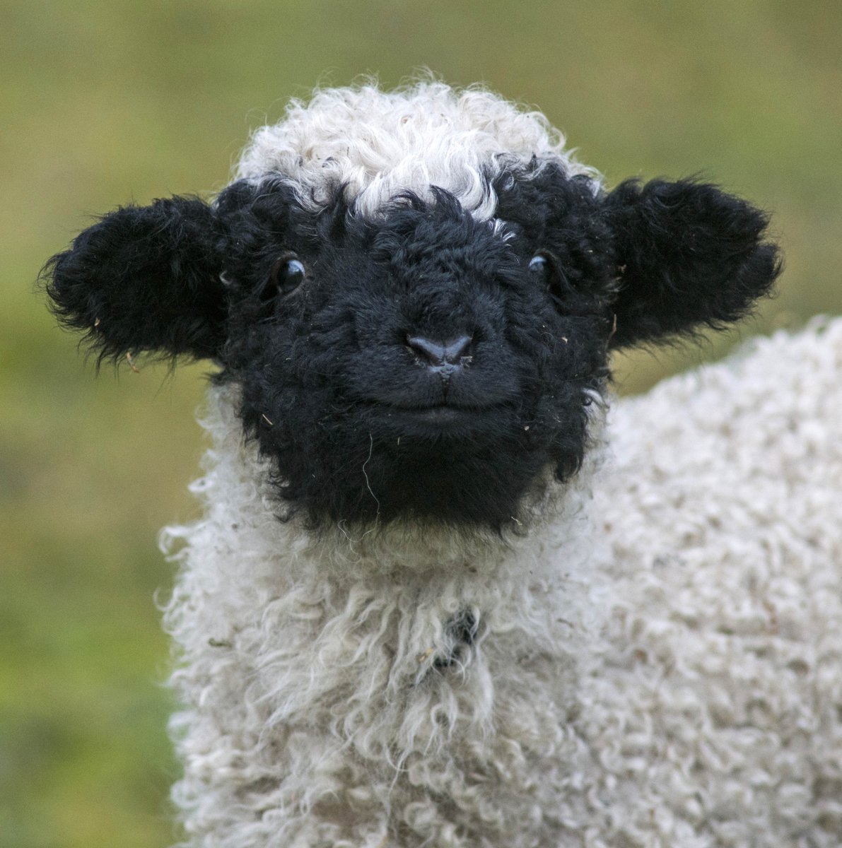 Image result for blacknose sheep lamb gif