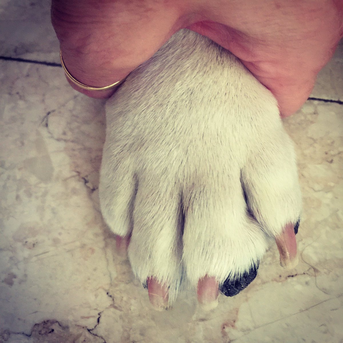 Dubai_Coco's tweet photo. Nails done! 🐶💕 https://t.co/RbJDZCXS54