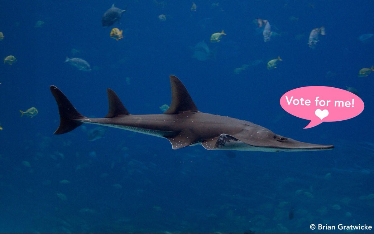 SharkAdvocates's tweet photo. #FlatSharkFriday @Arkive's #LoveSpecies contest is on ... with only 1 flat shark nominee! Vote "common" guitarfish! https://t.co/KeQzHkPQA7 https://t.co/v6eTui4QvG