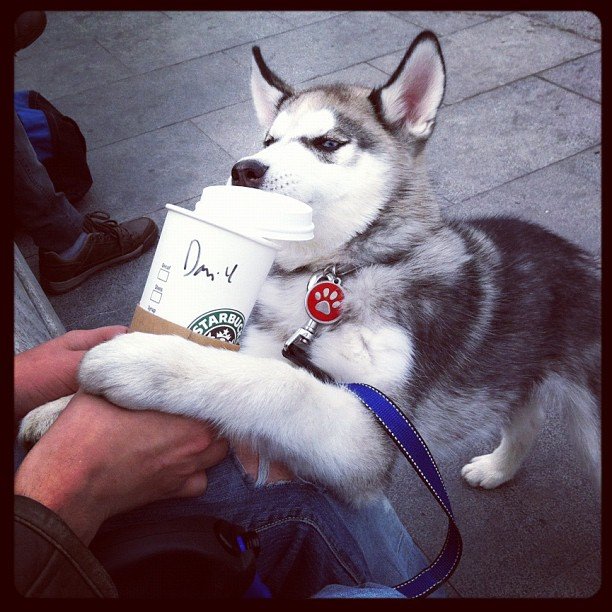 huskyambassador's tweet photo. If anyone asks what the drug of choice is on campus... the answer is caffeine. #HAtips https://t.co/6cSqWu5riX