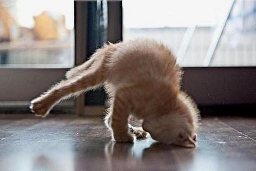 yogaandgoodvibe's tweet image. There is always a first time for everyone trying #Yoga 😄