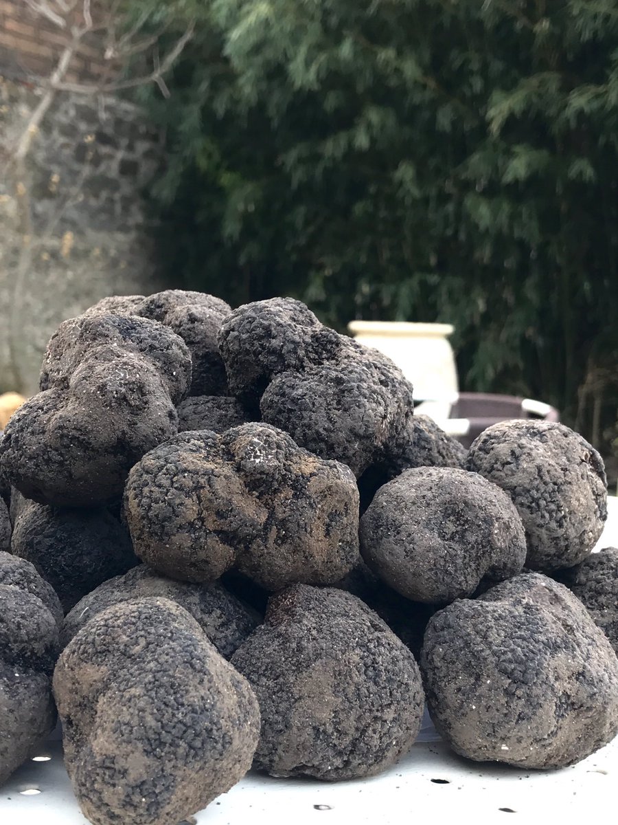 Días de trufa...#richerenches #France #cuatromanos
