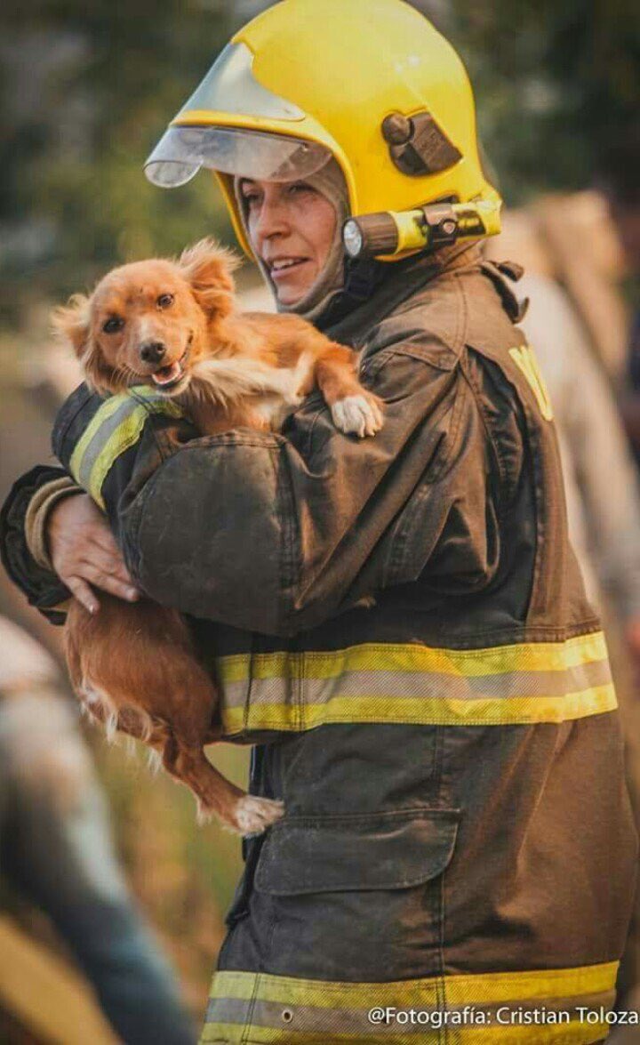 MQuijon's tweet photo. Los de verdad, no olvidan a los animales gracias bomberos 🚒 #PrayForChile https://t.co/KjeLh3ONJi