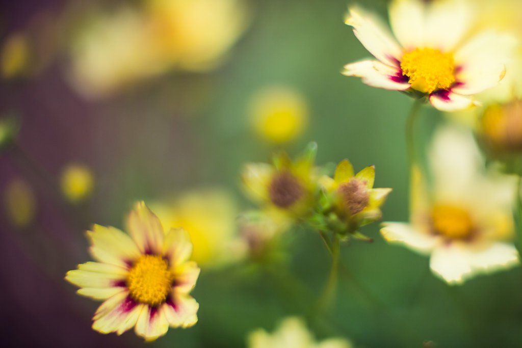 OttawaHomeShows's tweet image. #SaveTheDate! The #Ottawa Home &amp;amp; Garden Show takes over the @EYCentre March 23-26! bit.ly/1PAiJPa #OHGS17