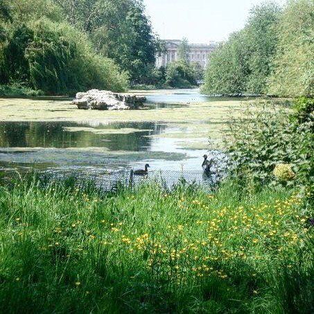 WonderfilledMag's tweet photo. #flyoverfriday: the gardens outside Buckingham Palace 💂🏼‍♀️We're heading over to England this week for tea, futbol … https://t.co/nfeYYPBS9p