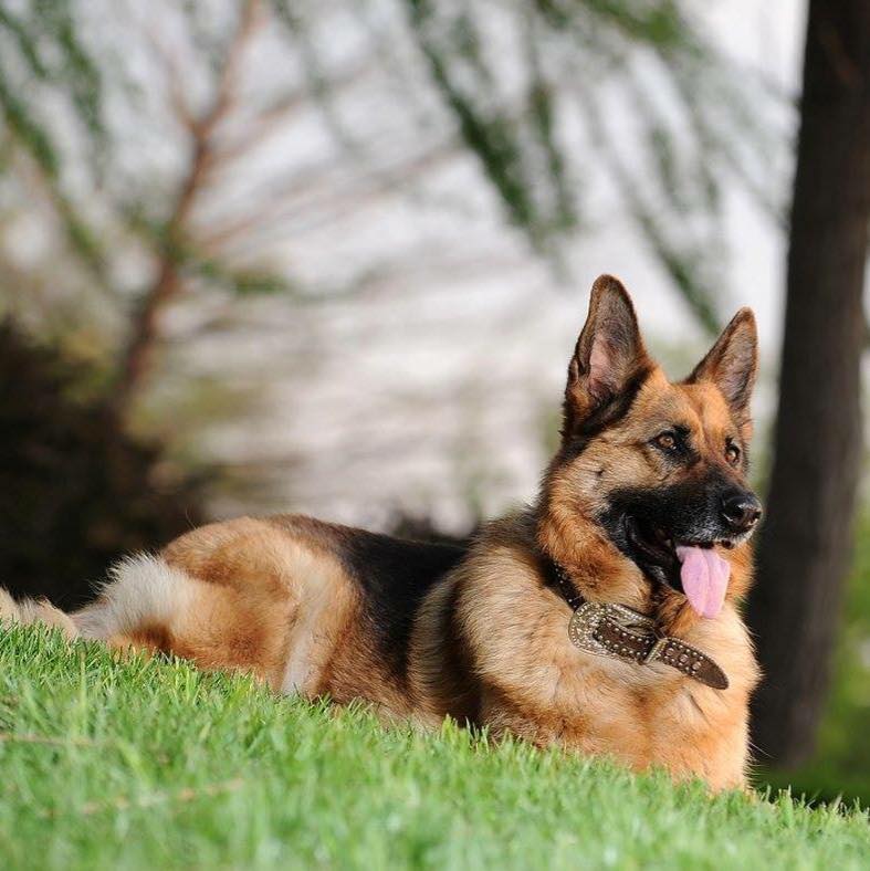 karigroomer's tweet photo. #KCDOGSOCIALIZATION group join us now https://t.co/uwCsuMGDFG