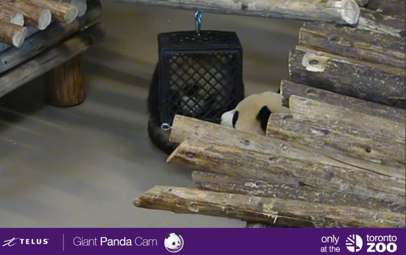 TheTorontoZoo's tweet photo. Here to make you're Friday morning that much better. Check out the #TOPandaCam Camera 1: https://t.co/RHbXDEKlwc πΌ https://t.co/jSgXbq48VZ