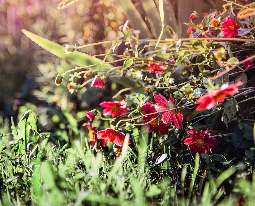 close your time inside a flower⠀
live your life forget the power⠀
⠀
#travelin2 #italy