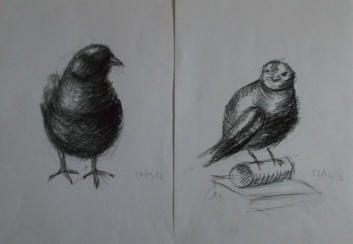 AdlerARTist's tweet photo. 2016 #birds #sketches #dove #charcoal #art https://t.co/cjKiQkl7ME