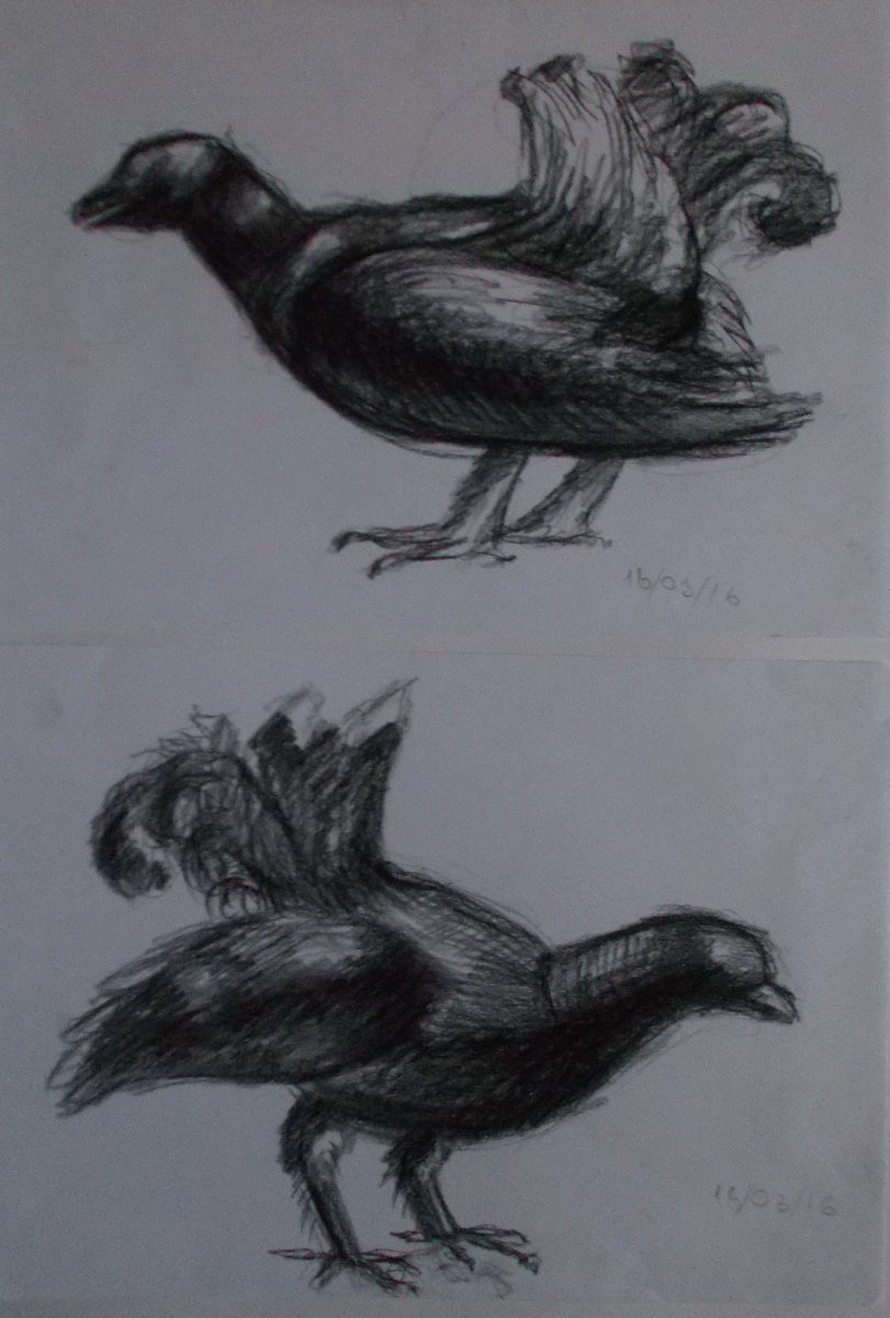 AdlerARTist's tweet photo. 2016 #sketch #bird #capercaillie  #charcoal #drawing #art https://t.co/YbdEExj6BY