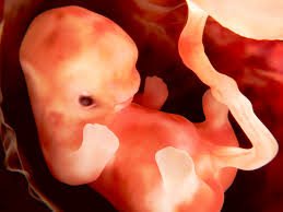 ericmetaxas's tweet image. It's SETTLED SCIENCE that the baby in the womb has different DNA than the mother. How can it be the same body? ROE V WADE IS ANTI-SCIENCE.