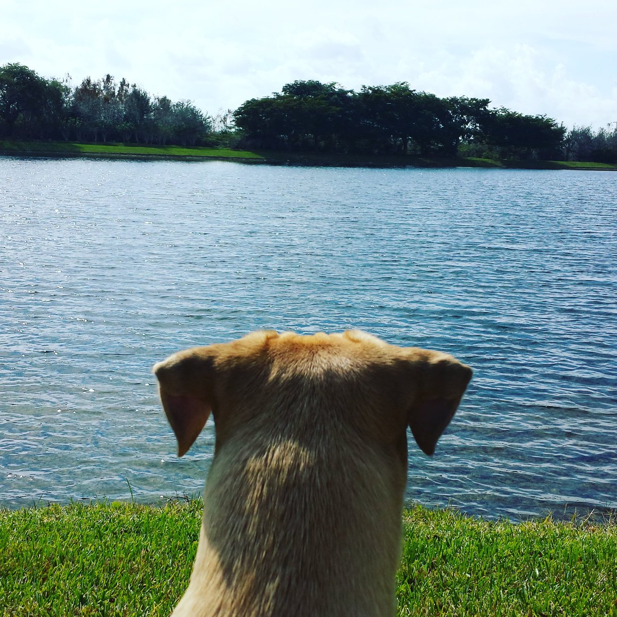 Rangey_Dog's tweet photo. That's me staring at the weekend #TGIF 👀👀👀 
...........................
#dogs #dogsoftwitter #itsfriday #dogadventures #outdoordog #weekend https://t.co/o3zi0KvhJ2